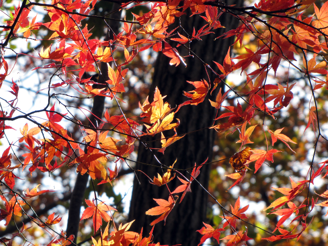 唯一の紅葉
