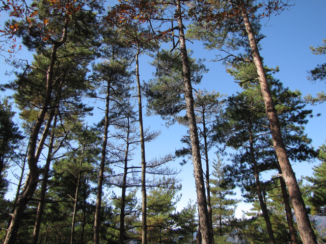 沢井沢の空