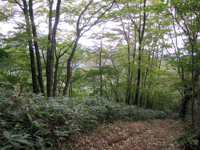 ダケカンバの樹林