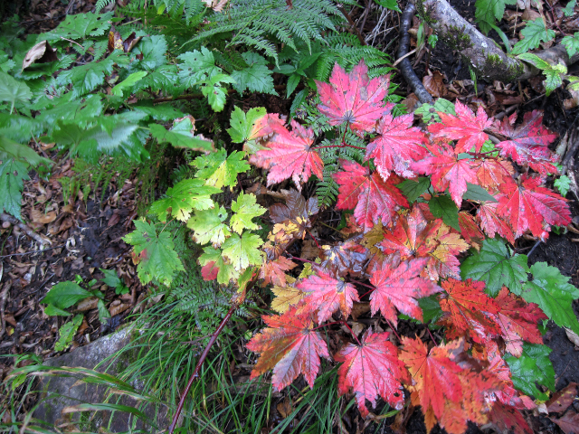 足元にあった一足早い紅葉