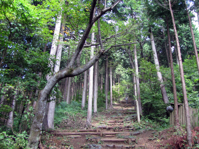 山頂に近づくにつれ、植林は雑木へ、道は木段へとなっていきます