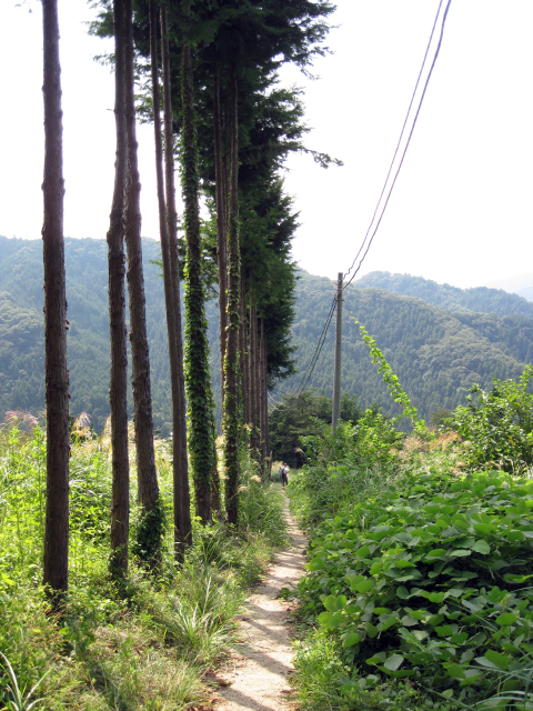 一列に並んで植えられたヒバ（たぶん）の横を登る細道