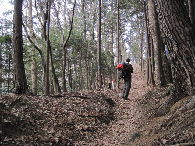 杉の植林の中を行く登山道。地面は山のような落ち葉で覆われています。