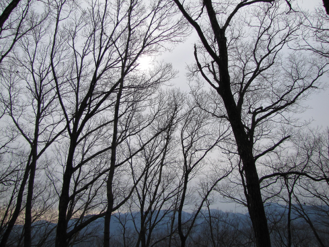 複雑に絡み合う枯れ枝を通して遠くの山々が青く沈んでいます。