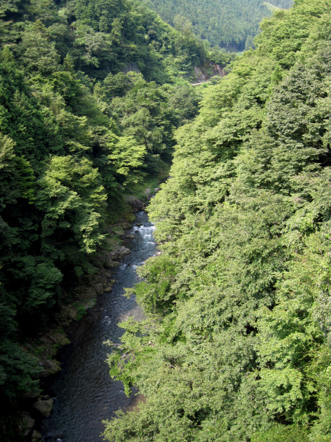 古里駅前を流れる多摩川が作る深い渓谷。橋からはるか下を見れば川面を緑の葉っぱが覆っています。
