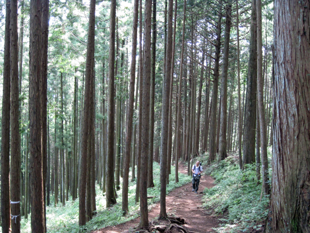杉林の中の山道につくられた、広く歩き易い登山道
