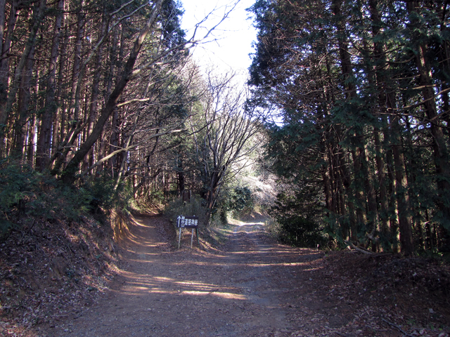 峠から見た登山口。周りは杉木立です。