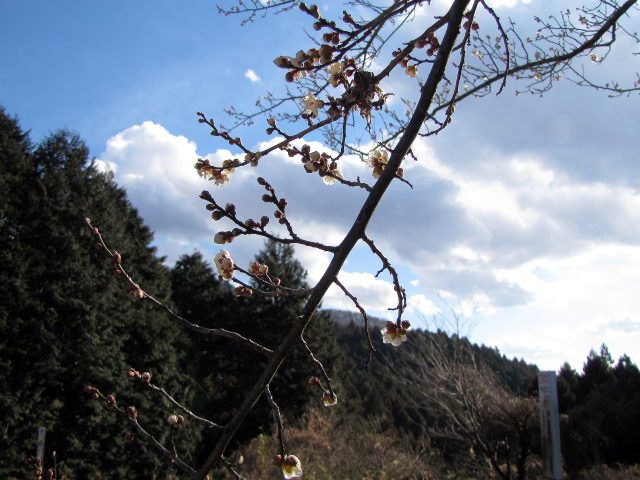 峠に一本だけあった梅の木。青空を背に白い小さな花と、まだ膨らんでいないつぼみが幾つか。
