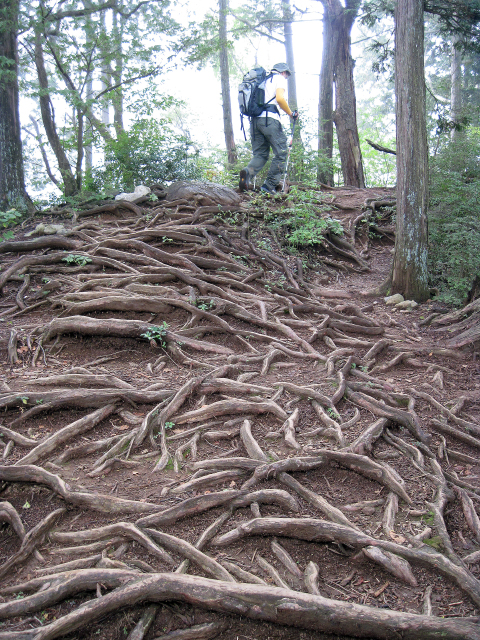 木の根の坂